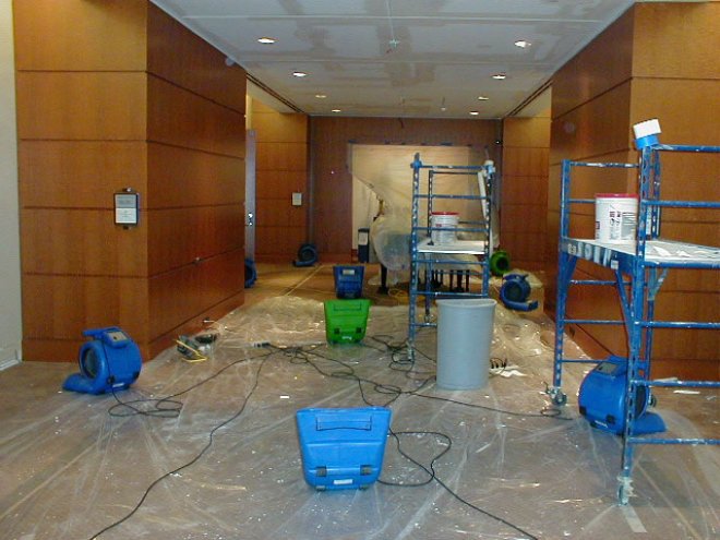 Why Mold Must Be Removed From Your Business ASAP