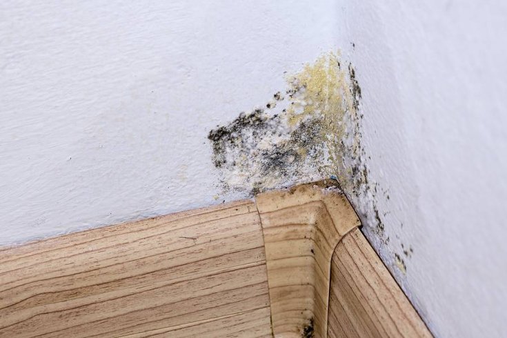 Is Mold in a Hotel Room Dangerous?